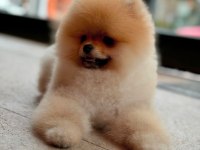Pomeranian boo yavrular scrli safkan