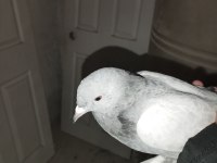 Satılık 6 adet güvercin
