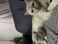 Mükemmel annelik yapan genç dişi kedimiz