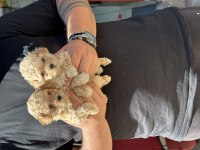 Her renk poodle yavru sağlıklı