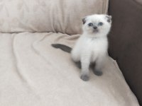 Son iki dişi scottish fold yavrum