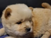 Rengarenk Chow Chow Bebekler
