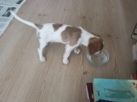 2.5 aylık cavalier king charles uyguna verilecektir