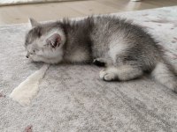 British shorthair silver renk