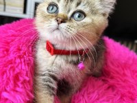 British shorthair black golden