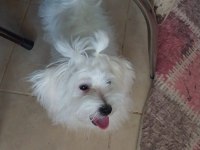 Acil maltese ciddi alıcılar yazsın