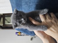Scottish fold kedisi