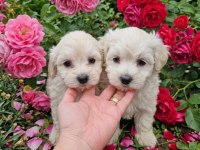 Maltese terrier miniklerim