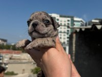 French Bulldog Yavru Bebek