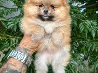 Ankarada Pomeranian Boo Köpekler