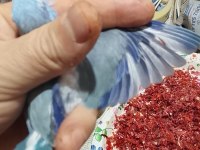 Forpus papağanı yavrularımız