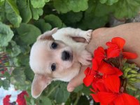 Çiçek gibi yavrular chihuahua