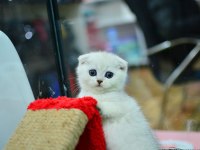 Muhteşem Yüz Hattına Sahip Silver Scottish Fold