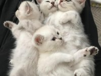 3 aylık yavru british shorthair