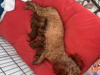 Ev doğumu (kızımın poodle bebekleri)