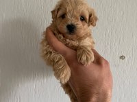 ORJİNAL IRK GARANTİLİ MALTİPOO YAVRULAR