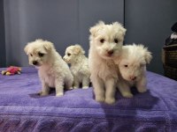 Maltese terrier 55 günlük