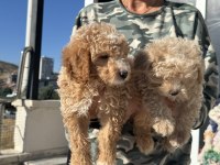 Wc eğitimli aşılı karneli maltipoo yavrularmız