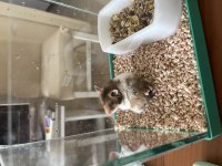Acil yuva ücretsiz hamster