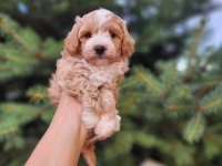 Maltipoo Yavrularımız