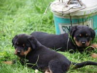 Şecereli şampiyon rottweiler yavruları