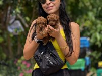 TEACUP KORE POODLE BEBEKLER AŞILI EĞİTİMLİ 