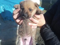 Alman anne malinois baba dan yavrular