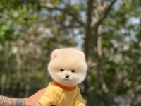 Tatlı Pomeranian Yavrularımız