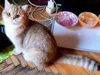 Gözbebeği Kedimiz Biricik MiMi ACİL Sahiplendirilecek