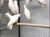 Resmi belgeli yavru ve çift damızlık ducorps kakadu