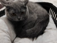 Tamamen sağlıklı 2 güzel british shorthair