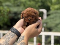 EXOTIC PET CLUB MICRO POODLE