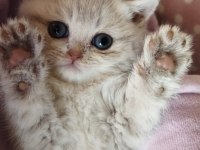 Golden, silver ve lilac scottish fold yavrular