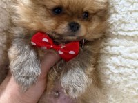 İyisi değil en iyisi 1 dişi ve 2 erkek teddy bear pomeranian