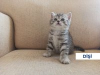British shorthair kedilerimiz sahiplenecek yuva arıyorlar