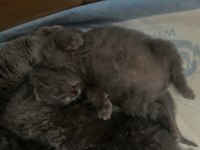 En güzel, oyuncu scottish fold yavrular hemen teslim