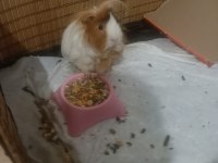 Ücretsiz guinea pig