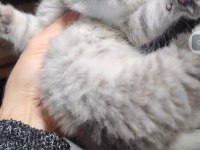 Scottish fold kedimiz