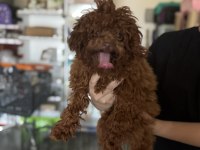 7 aylık tea cup1850 gr kore kan poodle çipli pasaportlu