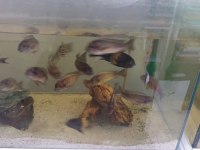 Damızlık İlangi yellow kapamba