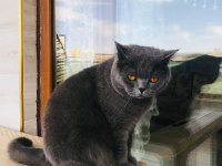 British shorthair kedimiz 2 yaşında