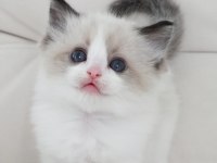 Full şecereli ragdoll yavruları