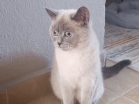 10 Aylık Bakımlı Ev Kedisi Dişi Blue Point Kedimiz