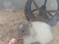 Minik hamster bebeğime yeni yuva