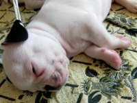 45 günlük french bulldog yavruları