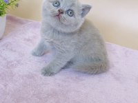 Masum Bebek Lilac British Shorthair 