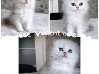 Scottish British Longhair Bebekler