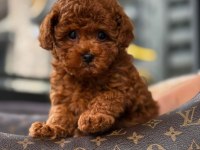 RED BROWN KORE TOY POODLE YAVRULAR