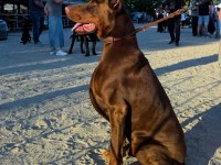 Şampiyondan Üst Kalite Şecereli Yavru Doberman