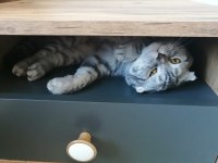 Tabby Silver Scottish Fold